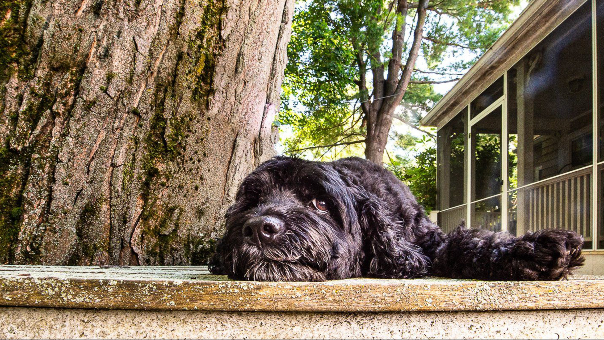 Dog Outdoor Portrait Rick Bern Photography Needham MA